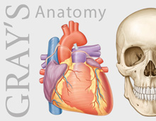 Gray’s Anatomy – artwork